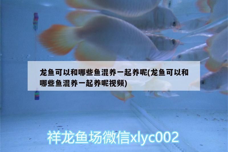 龍魚可以和哪些魚混養一起養呢(龍魚可以和哪些魚混養一起養呢視頻)