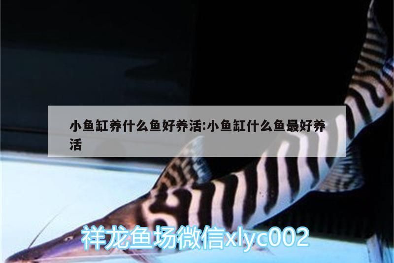 小魚缸養什么魚好養活:小魚缸什么魚最好養活
