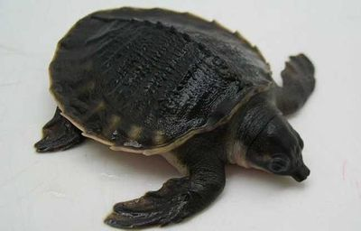 豬鼻龜長得快嗎還是慢呢:豬鼻龜一年能長多大? 豬鼻龜百科 第6張 豬鼻龜長得快嗎還是慢呢:豬鼻龜一年能長多大? 豬鼻龜長得快嗎還是慢呢:豬鼻龜一年能長多大? 豬鼻龜百科 第6張