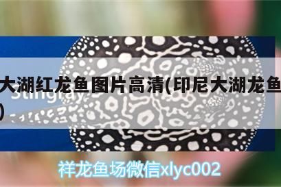 印尼大湖紅龍魚圖片高清(印尼大湖龍魚是怎樣的) 印尼大湖紅龍魚圖片高清(印尼大湖龍魚是怎樣的) 大湖紅龍魚百科 第3張