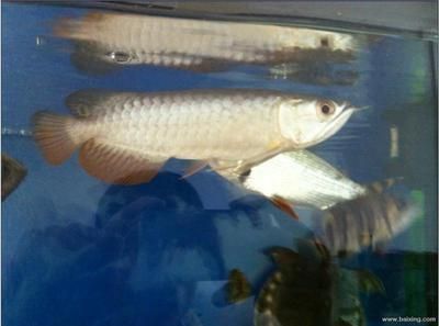 過背金龍魚飼養光照要求：如何選擇金龍魚燈具，金龍魚光照周期最佳實踐