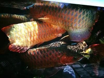 龍魚的缸要多大的水vs祥龍魚場：龍魚的魚缸大小需要根據龍魚的種類、年齡以及活動空間決定