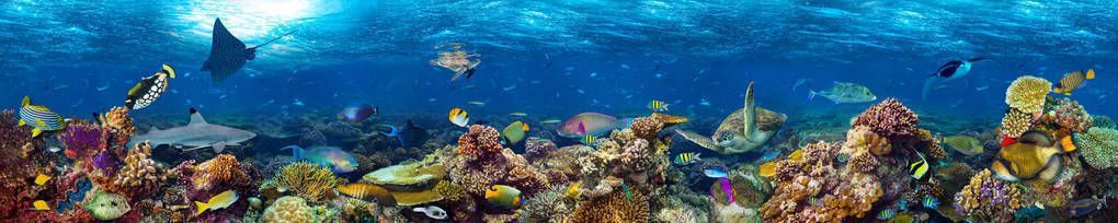 水族館里一般有什么動物圖片（水族館一般有的動物圖片詳情）