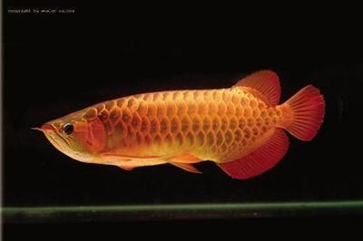 龍魚的生活溫度