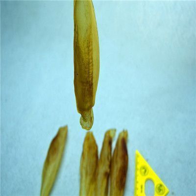 金龍魚飼料保存方法：自制魚飼料防霉技巧，金龍魚飼料開封后處理，增色飼料保存注意事項 金龍魚飼料保存方法：自制魚飼料防霉技巧，金龍魚飼料開封后處理，增色飼料保存注意事項 金龍魚百科 第4張