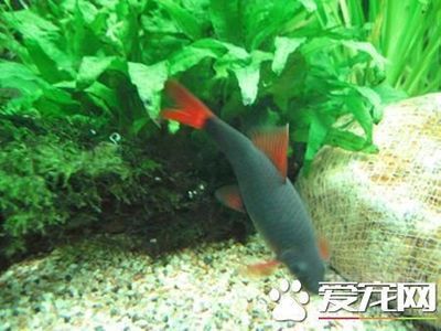 虎魚大了咬龍魚嗎