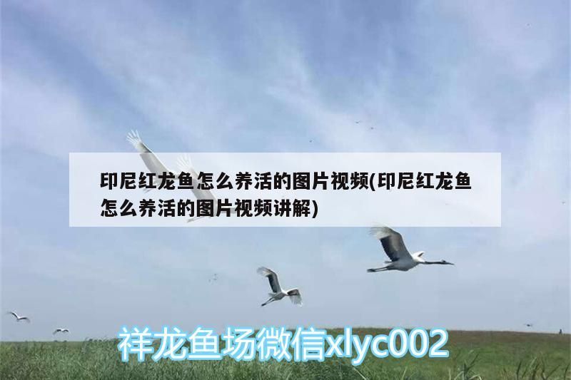 印尼紅龍魚怎么養活的圖片視頻(印尼紅龍魚怎么養活的圖片視頻講解)