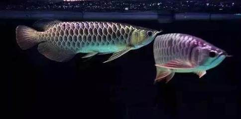 銀龍魚(yú)與金龍魚(yú)混養(yǎng)效果：金龍魚(yú)與銀龍魚(yú)混養(yǎng)的最佳比例