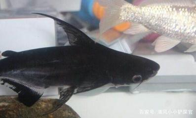 魚缸擺件躲避屋 魚缸 躲避 魚缸擺件躲避屋 魚缸 躲避 豬鼻龜百科 第2張
