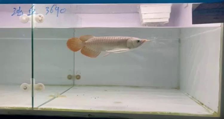 印尼大湖紅龍魚苗圖片：印尼大湖紅龍魚苗