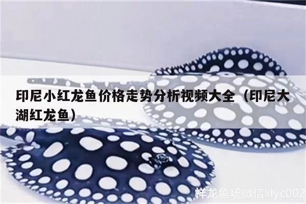 印尼大湖紅龍魚(yú)苗圖片：印尼大湖紅龍魚(yú)苗