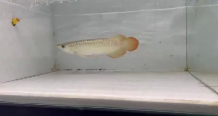 印尼大湖紅龍魚(yú)苗圖片：印尼大湖紅龍魚(yú)苗