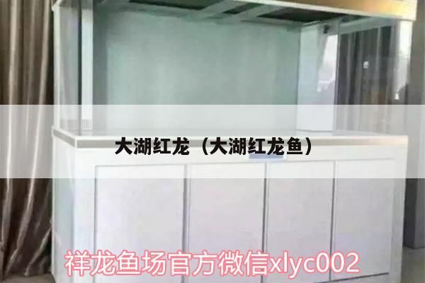 雷龍魚vs銀龍魚哪個好（雷龍魚和銀龍魚哪個更受歡迎，）