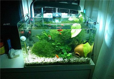 40厘米寬的魚缸養什么魚好看：40厘米寬的魚缸適合養什么魚？ 40厘米寬的魚缸養什么魚好看：40厘米寬的魚缸適合養什么魚？ 魚缸百科 第4張