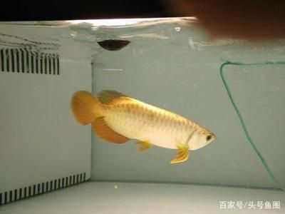 金龍魚好養(yǎng)還是紅龍魚好養(yǎng)：金龍魚和紅龍魚價格對比金龍魚與紅龍魚價格對比