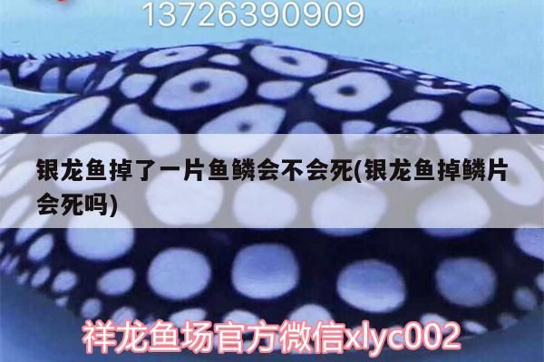 銀龍魚掉了一片魚鱗會不會死(銀龍魚掉鱗片會死嗎) 銀龍魚掉了一片魚鱗會不會死(銀龍魚掉鱗片會死嗎) 銀龍魚百科 第2張