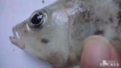 虎魚吃蝦好還是吃泥鰍好：虎魚吃蝦好還是泥鰍好