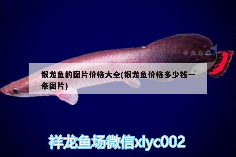 銀龍魚的圖片價格大全(銀龍魚價格多少錢一條圖片) 銀龍魚的圖片價格大全(銀龍魚價格多少錢一條圖片) 銀龍魚百科 第3張