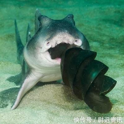 銀龍魚身上有白點是怎么回事兒啊視頻講解(銀龍魚眼睛有白點怎么個回事)