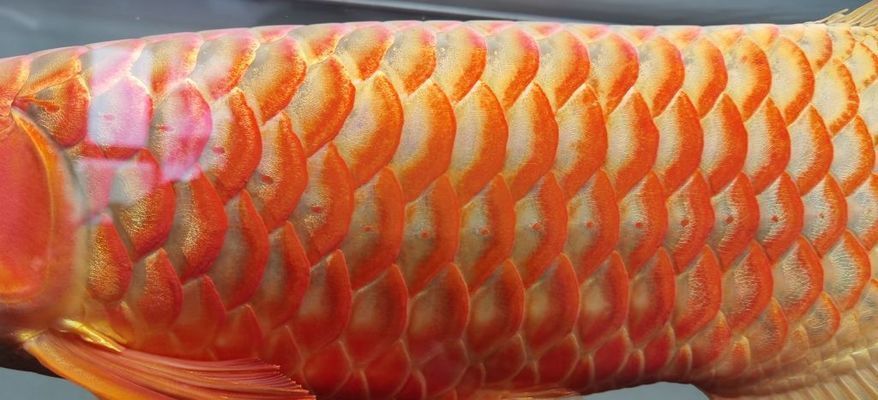龍魚吃框跟鎖框vs祥龍魚場：祥龍魚場龍魚吃框跟鎖框的優缺點