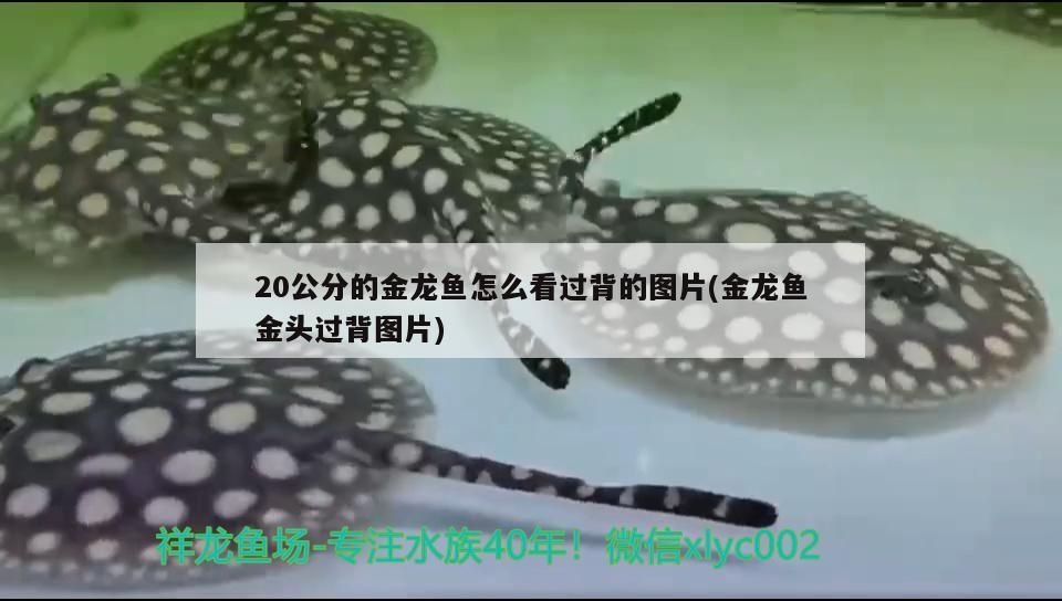 20公分的金龍魚怎么看過背的圖片(金龍魚金頭過背圖片) 20公分的金龍魚怎么看過背的圖片(金龍魚金頭過背圖片) 錦鯉魚百科 第3張
