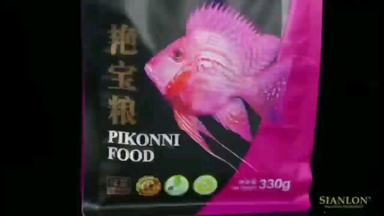 馬來進(jìn)口元寶鳳凰魚專用其他魚吃了浪