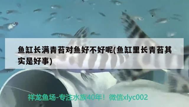 馬來進口元寶鳳凰魚專用其他魚吃了浪