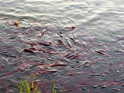 紅龍魚配對(duì)成功率是多少：關(guān)于紅龍魚配對(duì)成功率的一些問(wèn)題 紅龍魚配對(duì)成功率是多少：關(guān)于紅龍魚配對(duì)成功率的一些問(wèn)題 紅龍魚百科 第5張