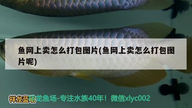 魚網上賣怎么打包圖片(魚網上賣怎么打包圖片呢) 魚網上賣怎么打包圖片(魚網上賣怎么打包圖片呢) 錦鯉魚百科 第3張