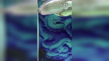 過背金龍魚品鑒標準：如何挑選過背金龍魚