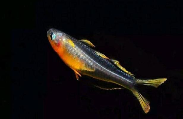 觀賞魚物流最佳包裝方案，觀賞魚物流的最佳包裝方案