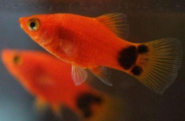 觀賞魚物流最佳包裝方案，觀賞魚物流的最佳包裝方案