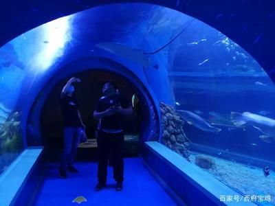 水族館開門了嗎現(xiàn)在（上海海洋水族館全年對外開放具體開放時間為5:30） 水族館開門了嗎現(xiàn)在（上海海洋水族館全年對外開放具體開放時間為5:30） 水族館百科（水族館加盟） 第4張
