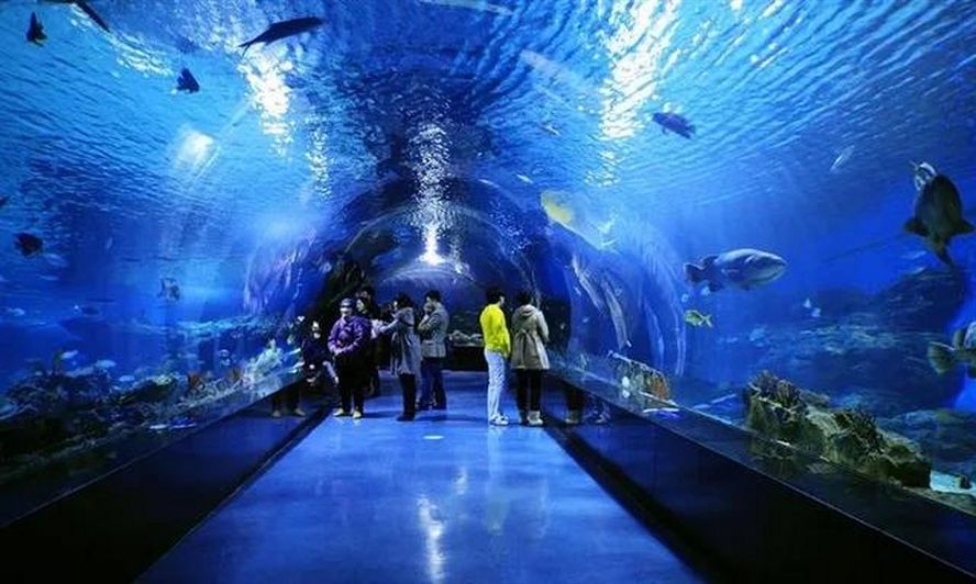 水族館開門了嗎現(xiàn)在（上海海洋水族館全年對外開放具體開放時間為5:30） 水族館開門了嗎現(xiàn)在（上海海洋水族館全年對外開放具體開放時間為5:30） 水族館百科（水族館加盟） 第5張