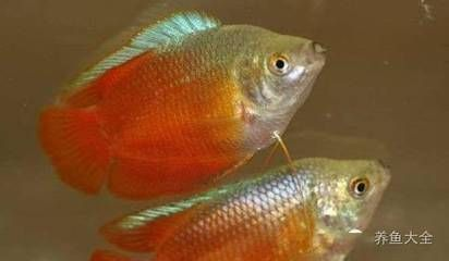甲硝唑治療龍魚內寄嗎vs祥龍魚場：甲硝唑治療龍魚內寄 甲硝唑治療龍魚內寄嗎vs祥龍魚場：甲硝唑治療龍魚內寄 vs祥龍魚場 第23張