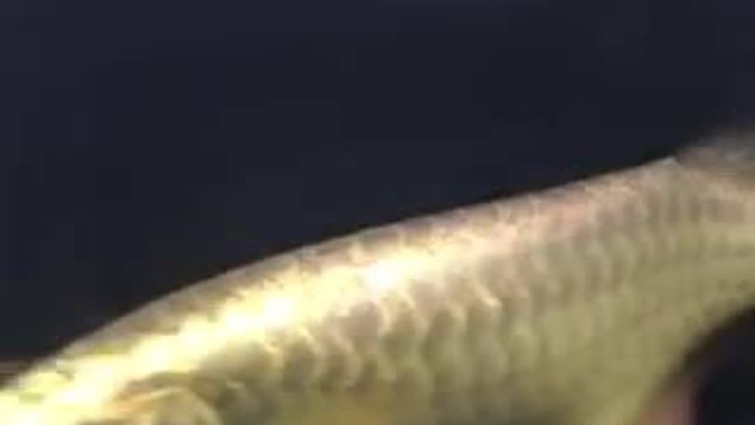魟魚脫肛怎么回事：魟魚脫肛可能由多種原因引起 魟魚脫肛怎么回事：魟魚脫肛可能由多種原因引起 魟魚百科 第1張