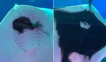 魟魚脫肛怎么回事：魟魚脫肛可能由多種原因引起 魟魚脫肛怎么回事：魟魚脫肛可能由多種原因引起 魟魚百科 第3張