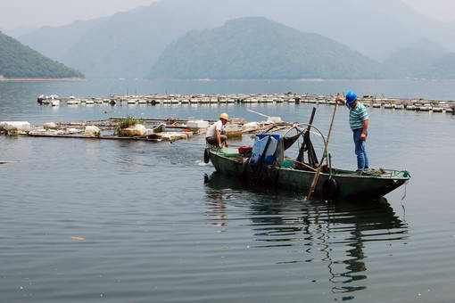 龍魚腸道細菌感染怎么治療好 龍魚腸道細菌感染怎么治療好 龍魚百科 第3張