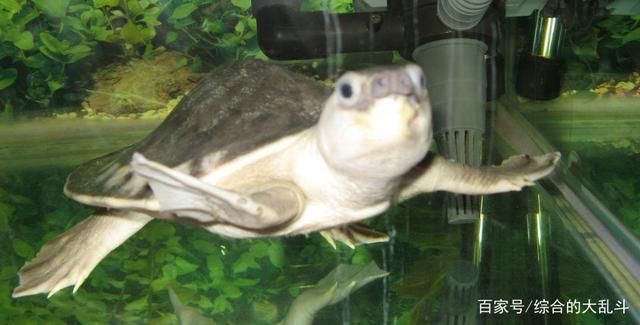 豬鼻龜怎么飼養方法：養豬鼻龜的技巧