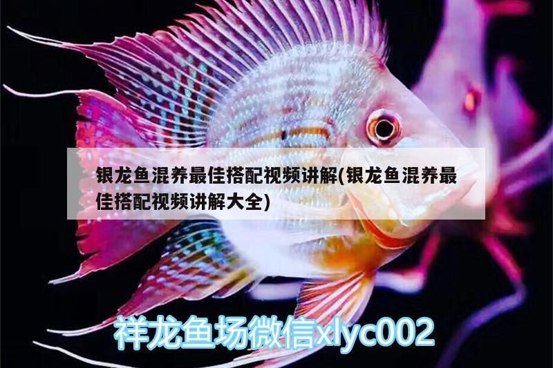 銀龍魚混養(yǎng)最佳搭配視頻講解(銀龍魚混養(yǎng)最佳搭配視頻講解大全)