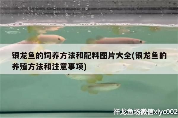 銀龍魚的飼養方法和配料圖片大全(銀龍魚的養殖方法和注意事項) 銀龍魚的飼養方法和配料圖片大全(銀龍魚的養殖方法和注意事項) 銀龍魚百科 第3張