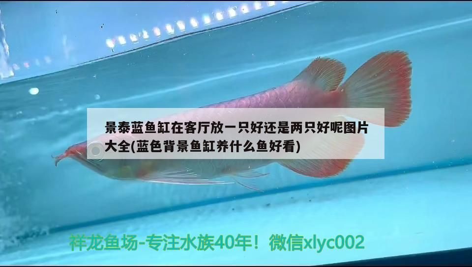景泰藍魚缸在客廳放一只好還是兩只好呢圖片大全(藍色背景魚缸養什么魚好看)