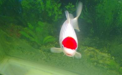 酒紅雷龍魚(yú)能長(zhǎng)多大(七彩雷龍魚(yú)能長(zhǎng)多大)