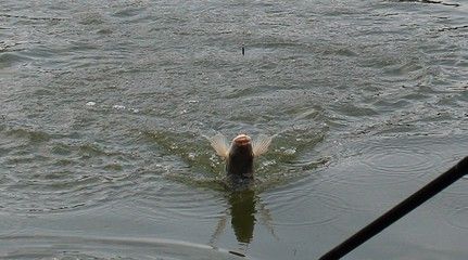 魚(yú)缸加氧氣泵不冒泡了（魚(yú)缸加氧氣泵不冒泡了怎么回事）