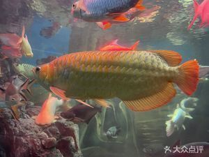 水族館在什么地方好（上海海洋奇夢館互動項目東京墨田水族館鯨鯊觀賞介紹）