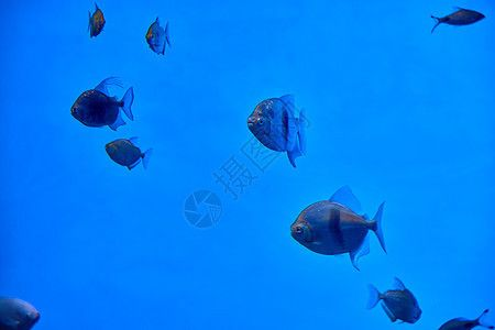 水族館里面有什么魚加圖片介紹(水族館中常見的幾種魚類及其圖片) 水族館百科(水族館加盟) 第3張 水族館里面有什么魚加圖片介紹(水族館中常見的幾種魚類及其圖片) 水族館里面有什么魚加圖片介紹(水族館中常見的幾種魚類及其圖片) 水族館百科(水族館加盟) 第3張