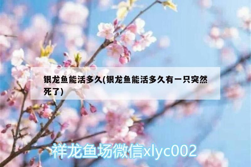 銀龍魚(yú)能活多久(銀龍魚(yú)能活多久有一只突然死了) 銀龍魚(yú)能活多久(銀龍魚(yú)能活多久有一只突然死了) 銀龍魚(yú)百科 第3張