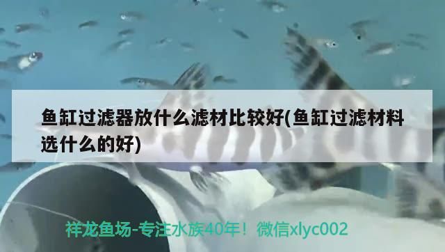 魚缸過濾器放什么濾材比較好(魚缸過濾材料選什么的好)