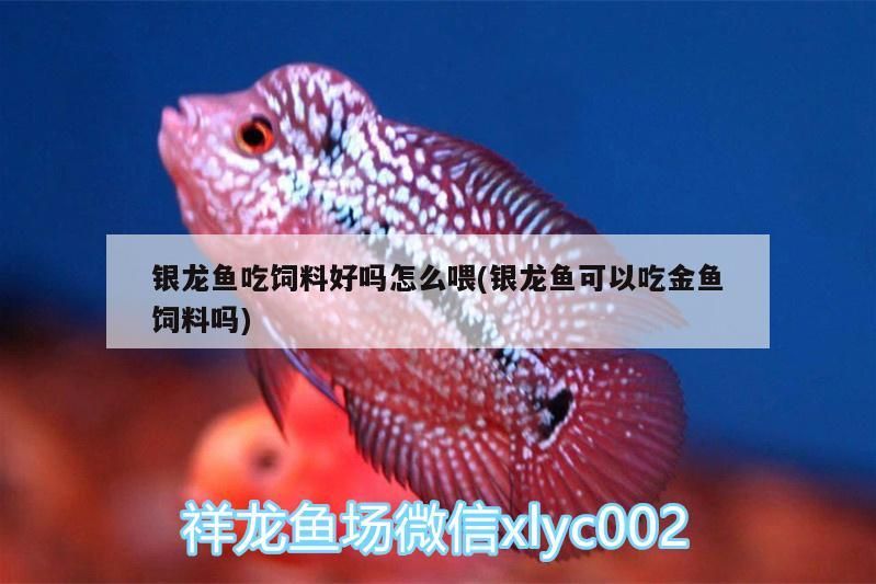 銀龍魚吃飼料好嗎怎么喂(銀龍魚可以吃金魚飼料嗎)