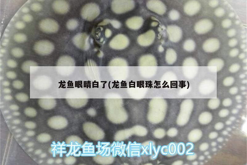 龍魚(yú)眼睛白了(龍魚(yú)白眼珠怎么回事)